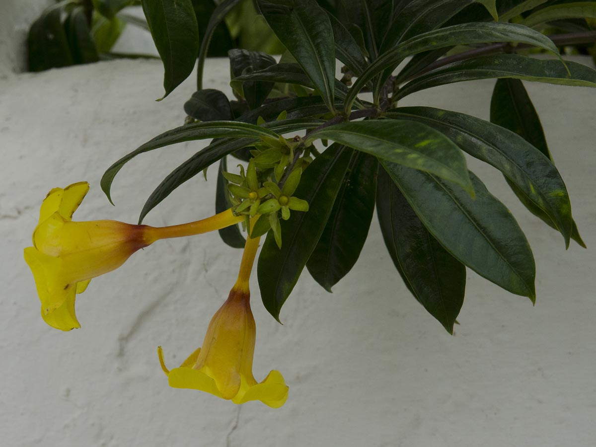 Allamanda cathartica